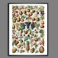 Früchte Arten Illustration Bild aus dem Lehrbuch - Vintage Shabby Boho - Poster Kunst Druck - Wanddekoration Landhaus Bild 1