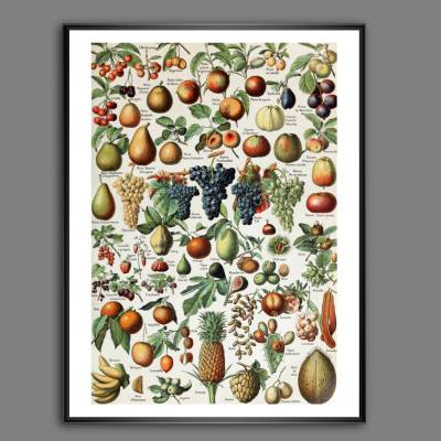 Früchte Obst Illustration Bild aus dem Lehrbuch - Vintage Küchenbild - Poster Kunst Druck - Wanddeko Landhaus