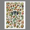 Früchte Arten Illustration Bild aus dem Lehrbuch - Vintage Shabby Boho - Poster Kunst Druck - Wanddekoration Landhaus Bild 3