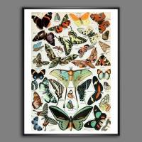 Schmetterlinge Illustration Bild aus dem Lehrbuch - Vintage Shabby Boho - Poster Kunst Druck - Wanddekoration, Landhaus Bild 1