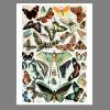 Schmetterlinge Illustration Bild aus dem Lehrbuch - Vintage Shabby Boho - Poster Kunst Druck - Wanddekoration, Landhaus Bild 3