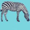 Hochwertiges Wandtattoo Zebra für das Wohnzimmer, Schlafzimmer,konturgeschnitten in 9 Größen ab 40 cm x 30 cm Bild 2