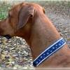 winterliches Halsband Eiskristall mit Zugstopp für deinen Hund, in 2 Farben und 3 Breiten, Hundehalsband Martingale Bild 6