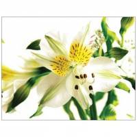 Postkarte "weiße Lilien" mit Umschlag Bild 1