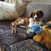 Kotbeutelspender aus Filz nach dem Foto deines Hundes, individuelles Täschchen zum Gassigehen, personalisiert Bild 9