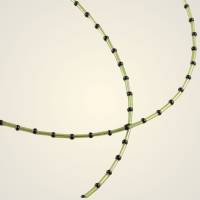 Brillenkette - Stripylime 5 in 1 Maskenkette  gelbgrün-schwarz Perlenband für Mundmasken Haltekette für Behelfsmasken Bild 3
