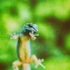 Gecko Natur Tropen Wald Salamander Fotografie Fineart Print Kunst Fotokunst DIN A4 Bild 2