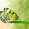 Schmetterling Frühling Makro Fotografie 60 x 90 cm glänzend Bild 2