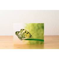 Foto Grußkarte Schmetterling - Klappkarte mit Umschlag - Format C6 Bild 2