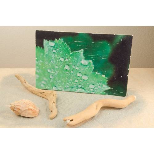 Holzdruck Foto auf Holz, Tropfen , 28 cm x 18 cm, Wassertropfen, Natur, Wald Wanddeko shabby chic vintage retro modern Dekoration Wandbild