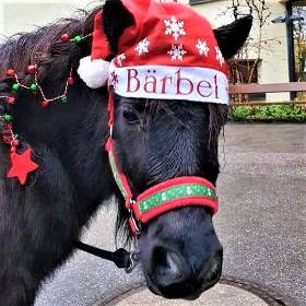 Halfter Mini Shetty Christmas Pferdehalfter Größe Mini Shetty rot Weihnachten