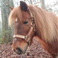Halfter Shetty "Lancelot" personalisierbar Pferdehalfter Größe Shetty braun gold Bild 2