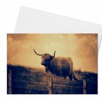 Grußkarte Galloway Rind Schottland - Klappkarte mit Umschlag Bild 3