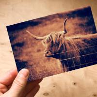 Galloway Rind Schottland Grußkarte  - Klappkarte mit Umschlag Bild 2