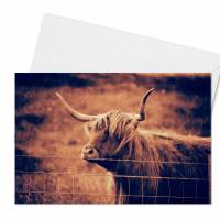Galloway Rind Schottland Grußkarte  - Klappkarte mit Umschlag Bild 4