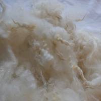100 Gramm lockige Wolle vom Scotish Blackface Lamm, zum Spinnen, Filzen und Basteln Bild 1