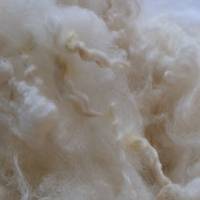 100 Gramm lockige Wolle vom Scotish Blackface Lamm, zum Spinnen, Filzen und Basteln Bild 2