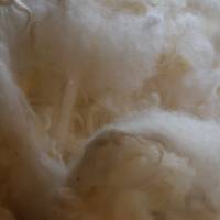 100 Gramm lockige Wolle vom Scotish Blackface Lamm, zum Spinnen, Filzen und Basteln Bild 5