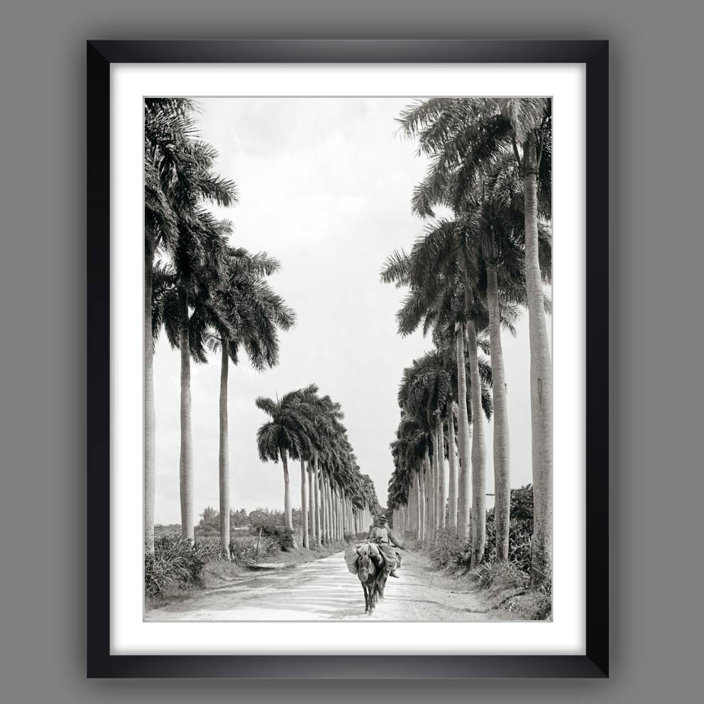 Havanna Kuba 1903 Allee mit Palmen,schwarz weiß Fotografie Bild Kunstdruck gerahmt 44 x 54 cm Wandbild Vintage Bild 1