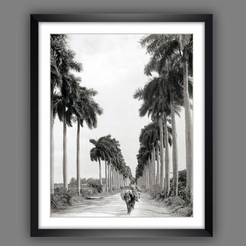 Havanna Kuba 1903 Allee mit Palmen,schwarz weiß Fotografie Bild Kunstdruck gerahmt 44 x 54 cm Wandbild Vintage