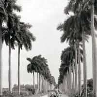 Havanna Kuba 1903 Allee mit Palmen,schwarz weiß Fotografie Bild Kunstdruck gerahmt 44 x 54 cm Wandbild Vintage Bild 3