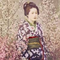 Portrait Geisha mit Kirschblüten Vintage, Japanische Kunst gerahmter Kunstdruck Bild - Collotype ca. 1880 - Geschenk Bild 3