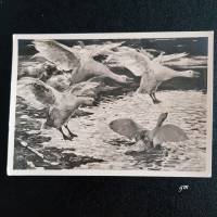 Postkarte, Ansichtskarte, Haus der Kunst München, "Einfallende Gänse" #528, ca. 50er Jahre, Rud. Schramm-Zittau Bild 1