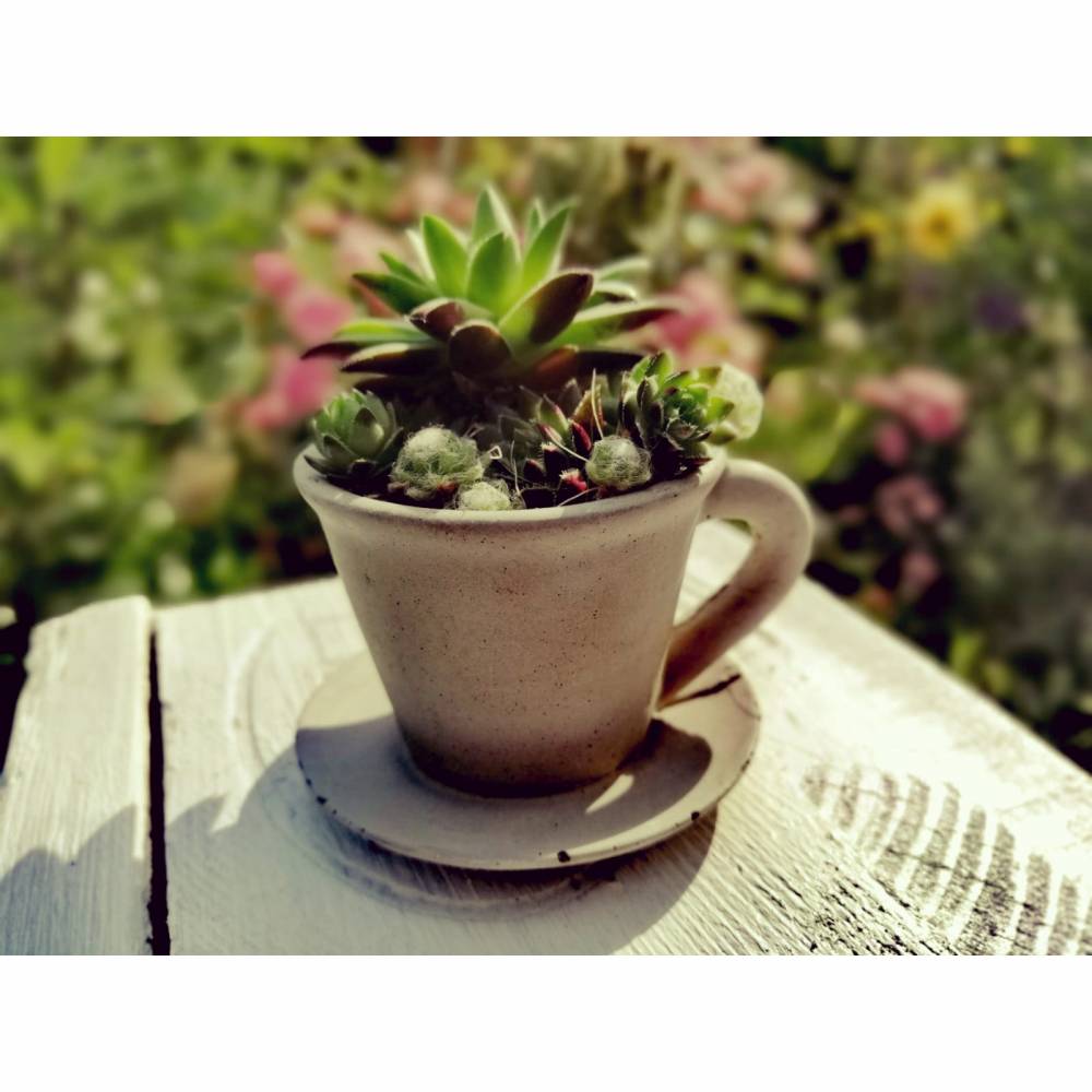 Kaffeetasse zum Bepflanzen Betondeko Pflanzkopf Pflanzgefäß Blumentopf Pflanztopf Büste Blumengefäß Übertopf Tasse Espre Bild 1