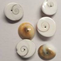 6 Stück Perlen Shivas Auge, Meeresauge oder Naxos Auge genanntes Operculum der Turbanschnecke. Mit Bohrung als Perle Bild 1