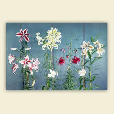 Leinwand Bild Lilien in weiss, rosa, rot - Fotogemälde -  Wandbild - Vintage Blumenbilder