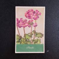 Kunstkarte, Postkarte, vintage, die erste VHG Karte, Hans Glogner Kunstverlag, Primeln, Bild 1