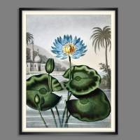 Blaue Wasserlilie Illustration Blumenbild 1804 Vintage Shabby Boho -  Kunstdruck Fineart - Wanddekoration Bild 1