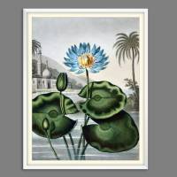 Blaue Wasserlilie Illustration Blumenbild 1804 Vintage Shabby Boho -  Kunstdruck Fineart - Wanddekoration Bild 4