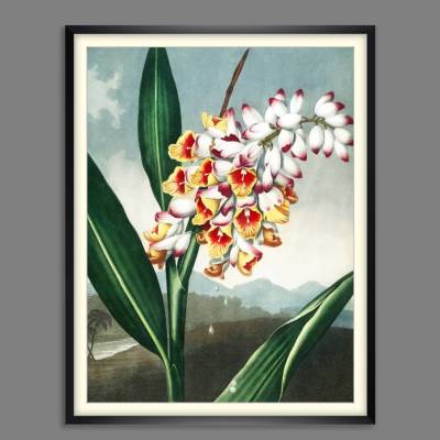 Tropischer Ingwer Blumen Illustration Blumenbild 1803 Vintage Shabby Boho -  Kunstdruck Fineart - Wanddekoration