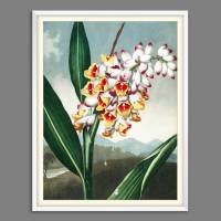 Tropischer Ingwer Blumen Illustration Blumenbild 1803 Vintage Shabby Boho -  Kunstdruck Fineart - Wanddekoration Bild 3
