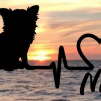 Aufkleber Herzlinie Heartbeat Chihuahua Langhaar Bild 1