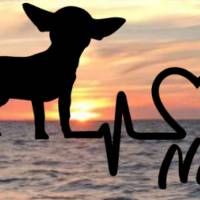 Aufkleber Herzlinie Heartbeat Chihuahua Kurzhaar Bild 1