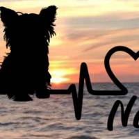 Aufkleber Herzlinie Heartbeat Hund Yorkshire Terrier Bild 1