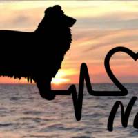 Aufkleber Herzlinie Heartbeat Hund Collie Bild 1