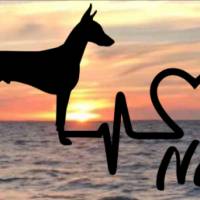 Aufkleber Herzlinie Heartbeat Hund Dobermann kopiert Bild 1
