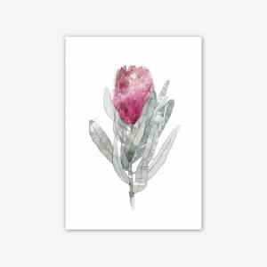 2 er Set Protea Blüten Kunstdrucke, botanische Kunstdrucke Bild 2