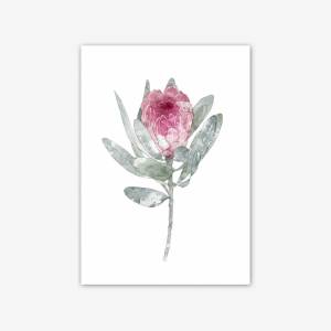 2 er Set Protea Blüten Kunstdrucke, botanische Kunstdrucke Bild 3