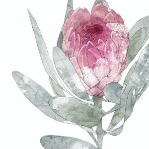 2 er Set Protea Blüten Kunstdrucke, botanische Kunstdrucke Bild 6