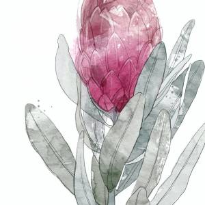 2 er Set Protea Blüten Kunstdrucke, botanische Kunstdrucke Bild 7