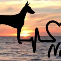 Aufkleber Herzlinie Heartbeat Hund Dobermann Bild 1