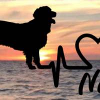 Aufkleber Herzlinie Heartbeat Hund Golden Retriver Bild 1