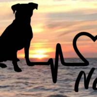 Aufkleber Herzlinie Heartbeat Hund Jack Russel Bild 1