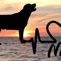 Aufkleber Herzlinie Heartbeat Hund Labrador Bild 1
