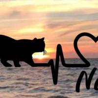 Aufkleber Herzlinie Heartbeat Katze British kurzhaar Bild 1