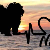 Aufkleber Herzlinie Heartbeat Hund Malteser Bild 1